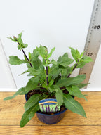 Salvia 'Caradonna' (2ltr)