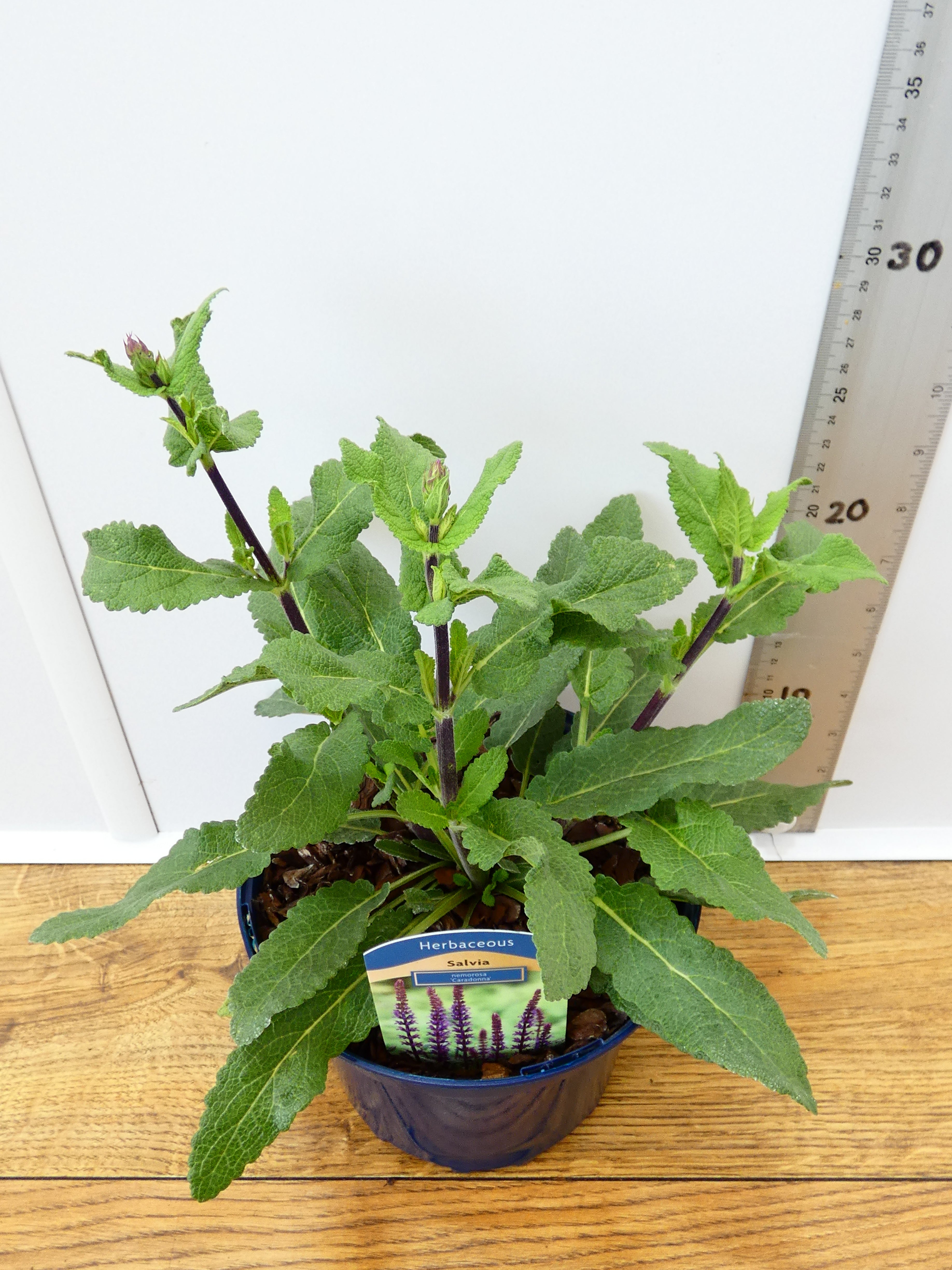 Salvia 'Caradonna' (2ltr)