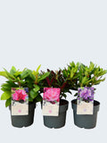 Rhododendron Hybr. mixed (3Ltr - 3 Pack)