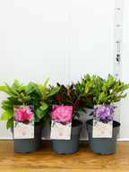 Rhododendron Hybr. mixed (3Ltr - 3 Pack)