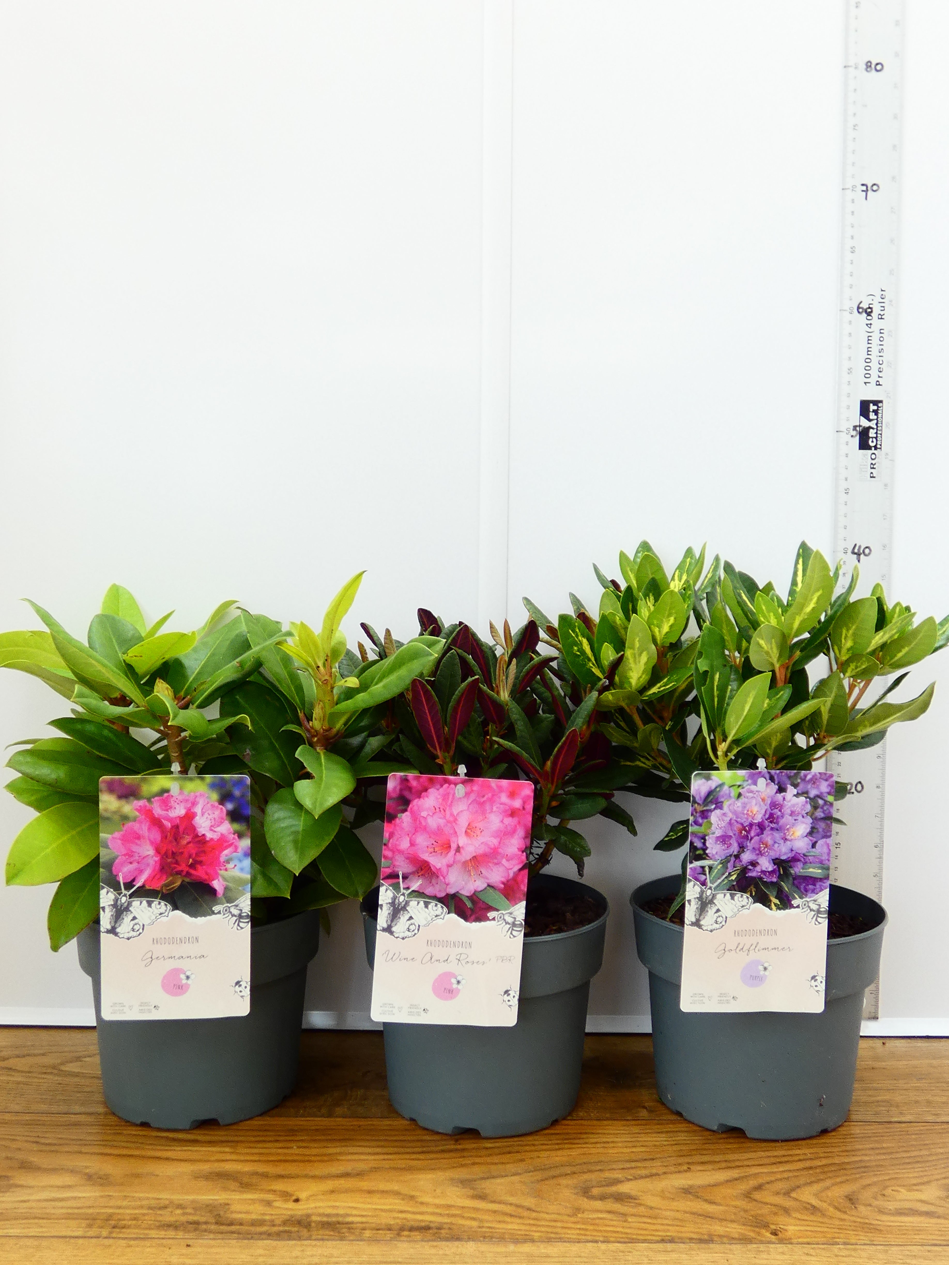 Rhododendron Hybr. mixed (3Ltr - 3 Pack)