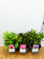 Rhododendron Hybr. mixed (3Ltr - 3 Pack)
