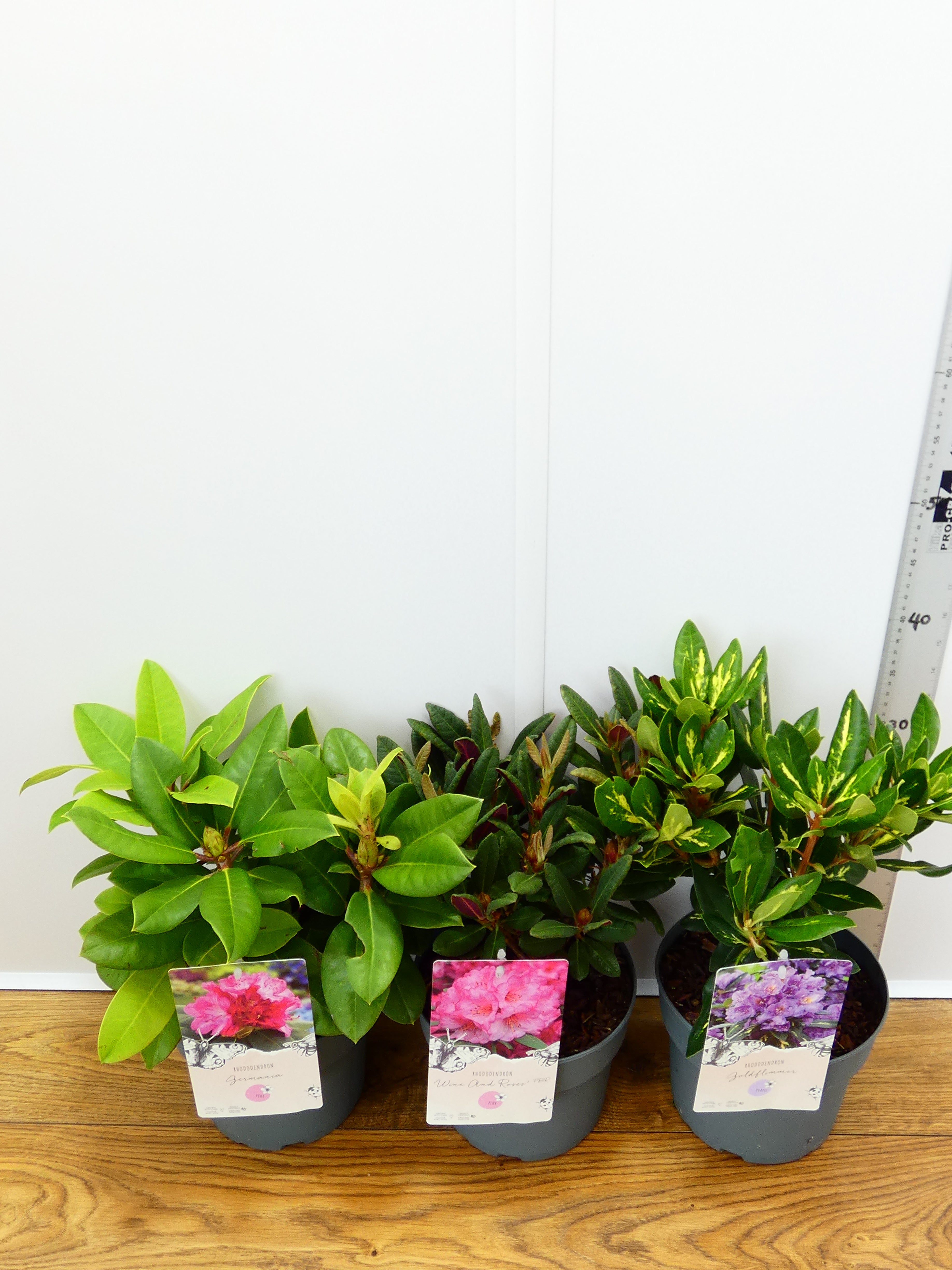 Rhododendron Hybr. mixed (3Ltr - 3 Pack)