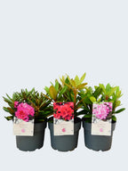 Rhododendron Yak. mixed (3Ltr - 3 Pack)
