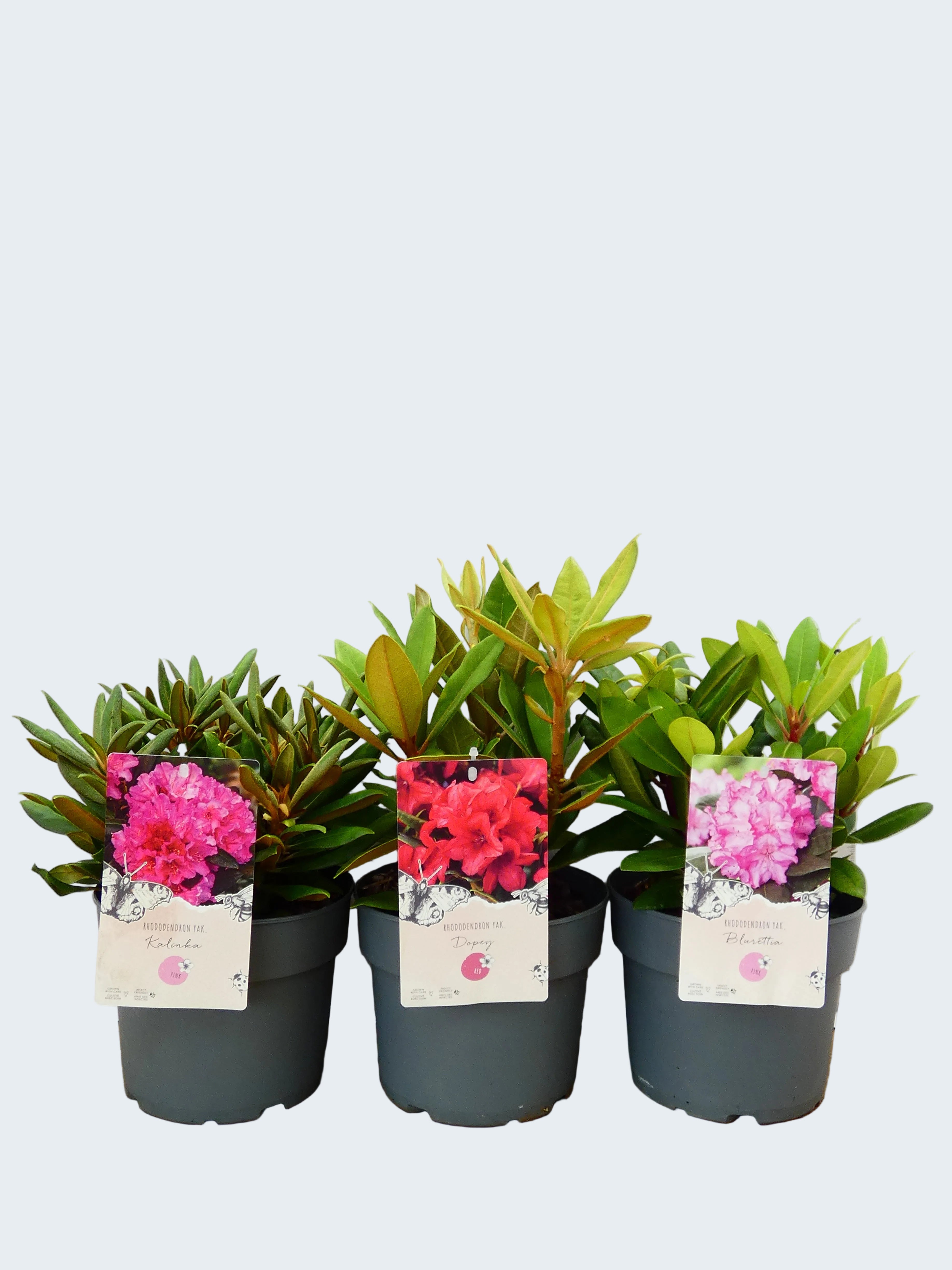 Rhododendron Yak. mixed (3Ltr - 3 Pack)