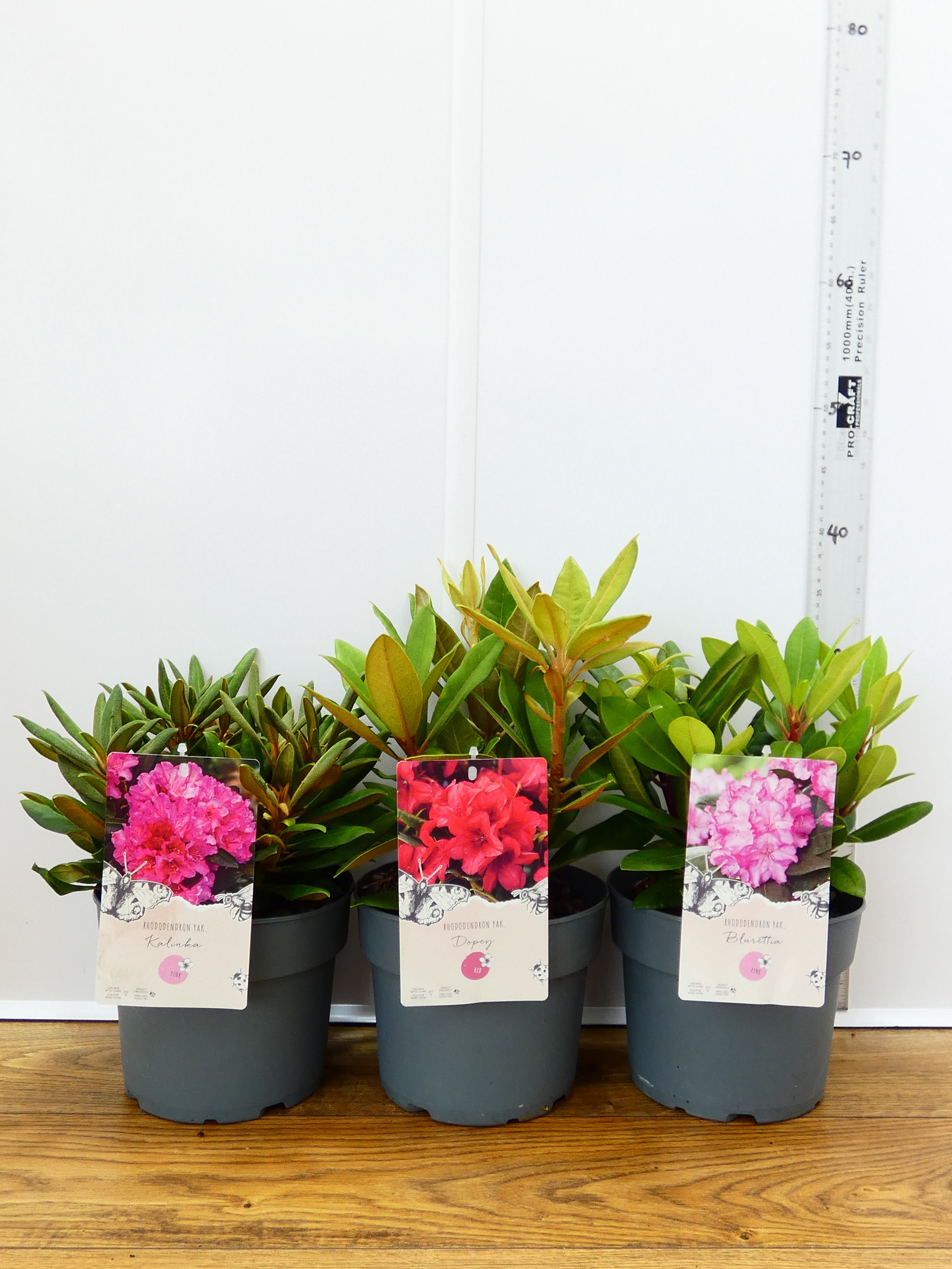 Rhododendron Yak. mixed (3Ltr - 3 Pack)