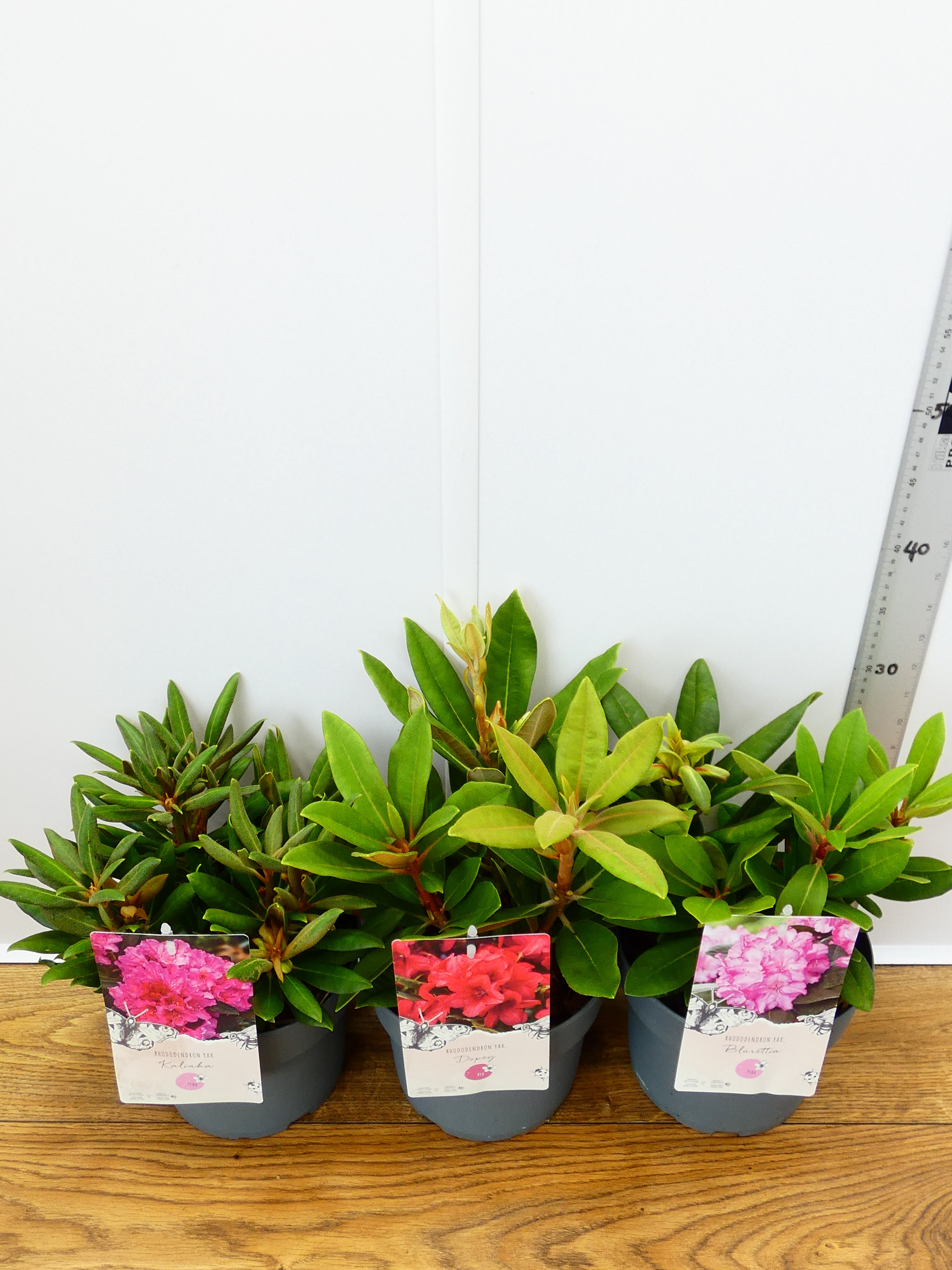 Rhododendron Yak. mixed (3Ltr - 3 Pack)