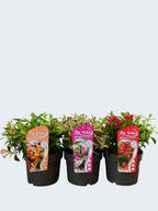 Weigelia All Summer mixed (3Ltr - 3 Pack)