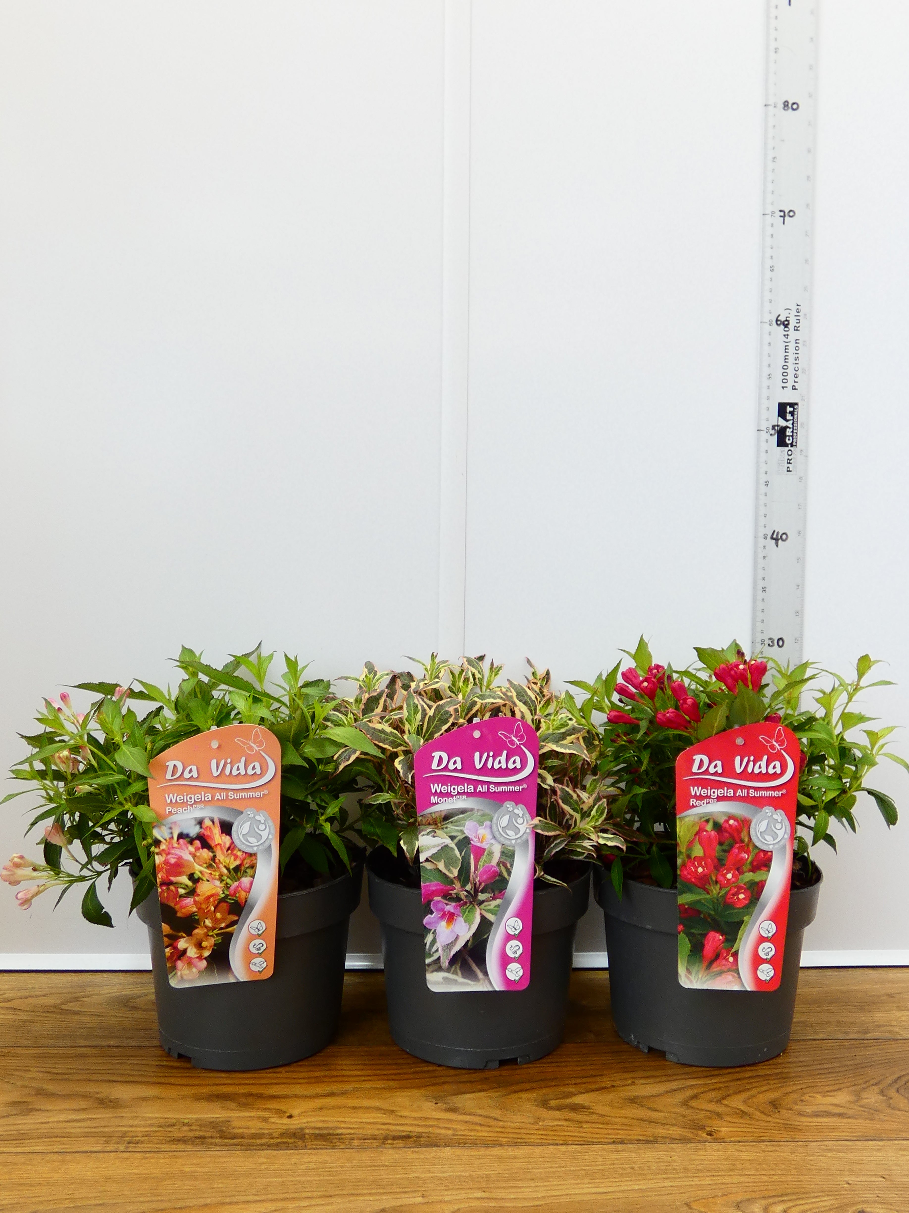 Weigelia All Summer mixed (3Ltr - 3 Pack)