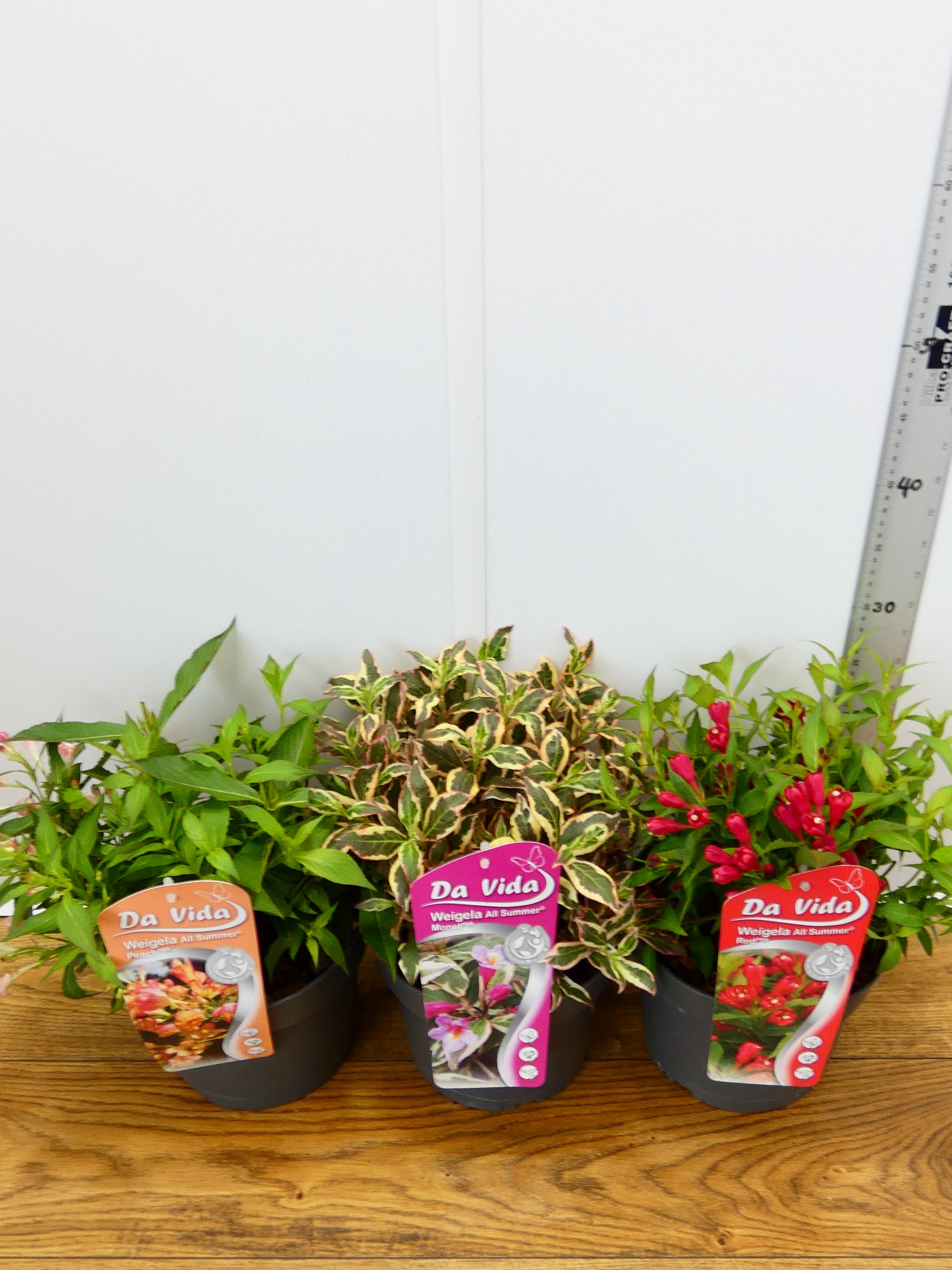 Weigelia All Summer mixed (3Ltr - 3 Pack)