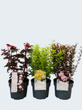 Physocarphus mixed (3Ltr - 3 Pack)