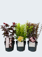 Physocarphus mixed (3Ltr - 3 Pack)