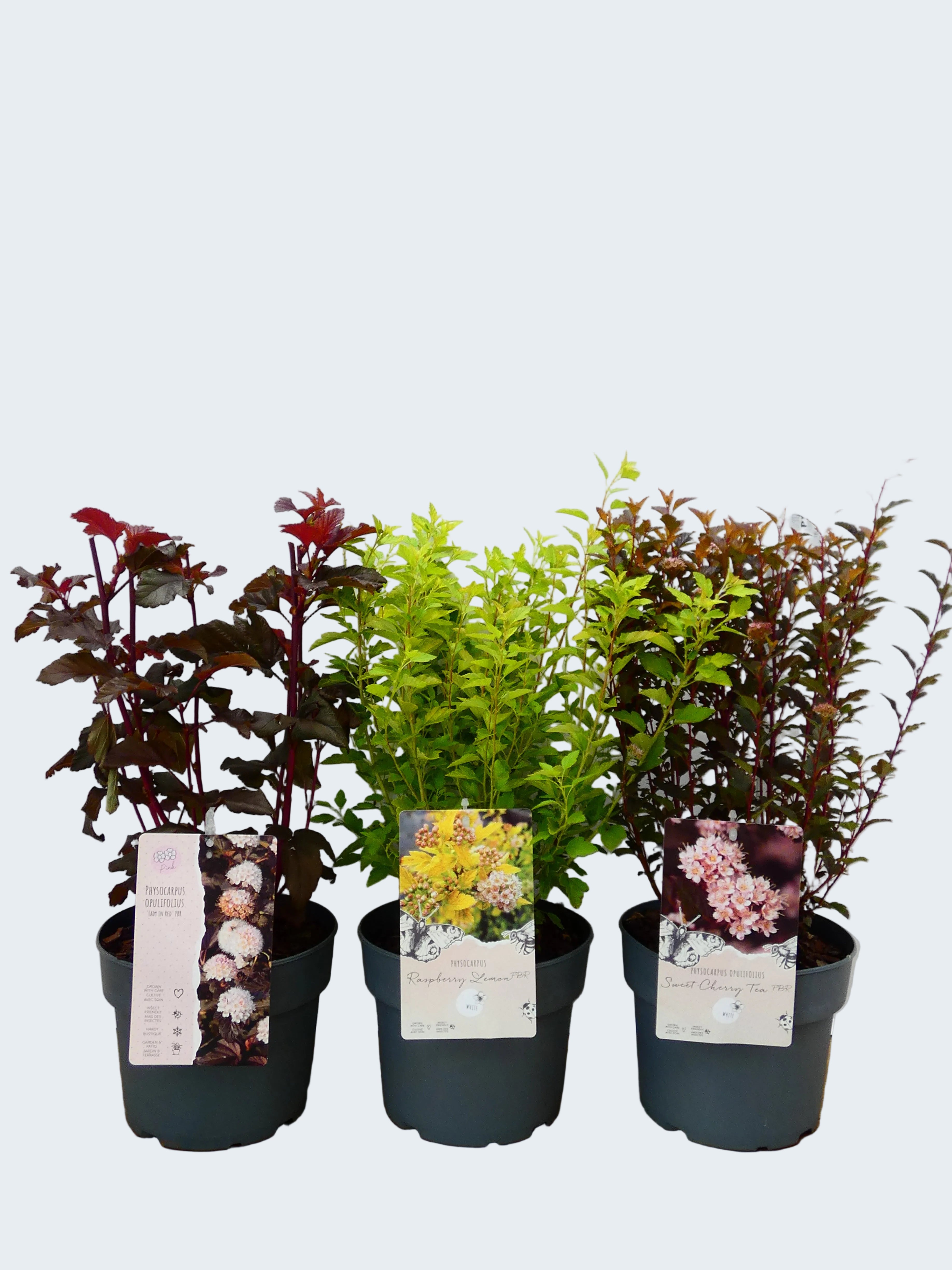 Physocarphus mixed (3Ltr - 3 Pack)