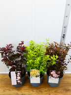 Physocarphus mixed (3Ltr - 3 Pack)