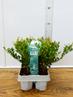 Ilex Crenata 'Jenny' (6 Pack)