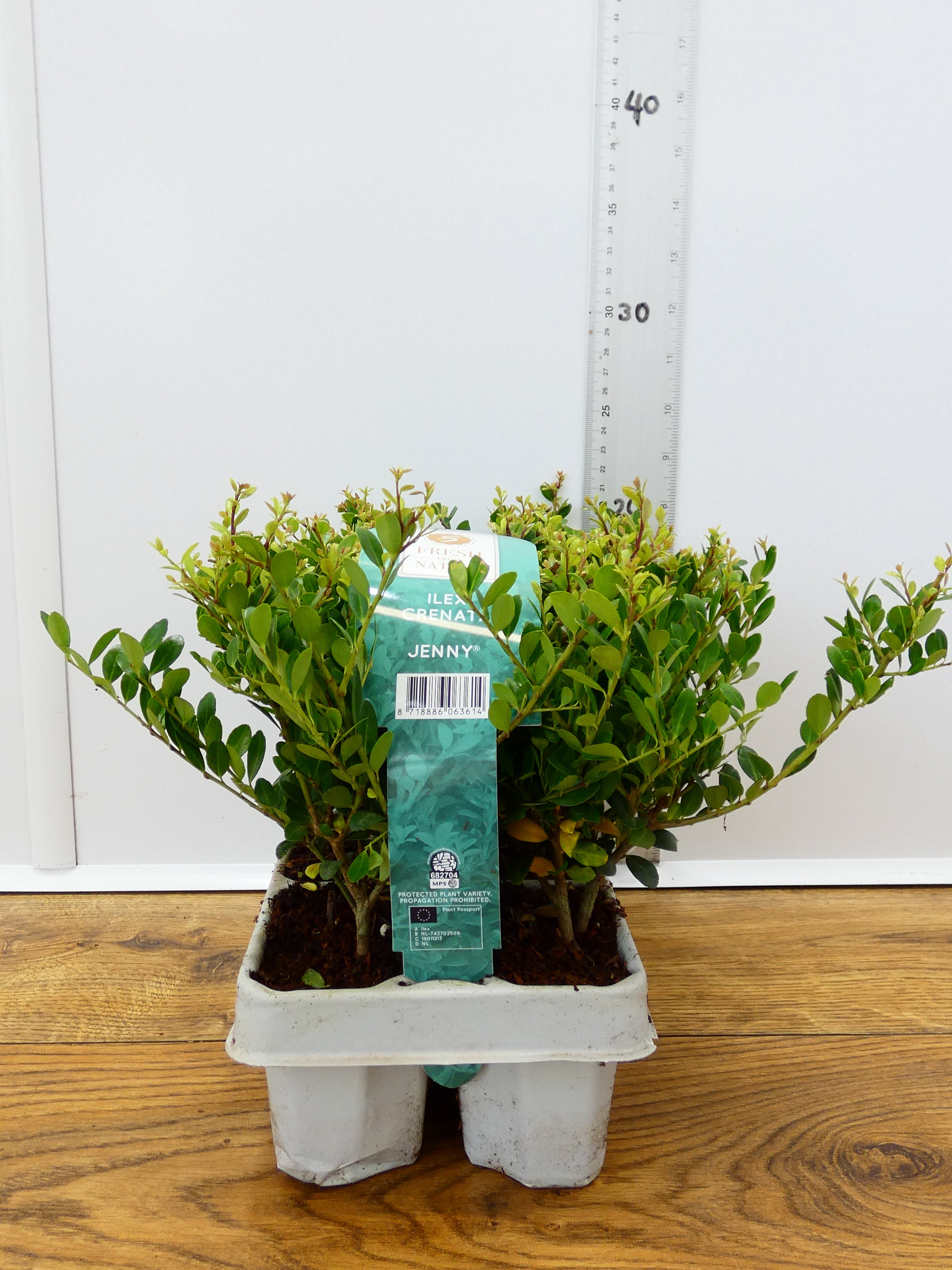 Ilex Crenata 'Jenny' (6 Pack)
