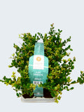 Ilex Crenata 'Jenny' (6 Pack)
