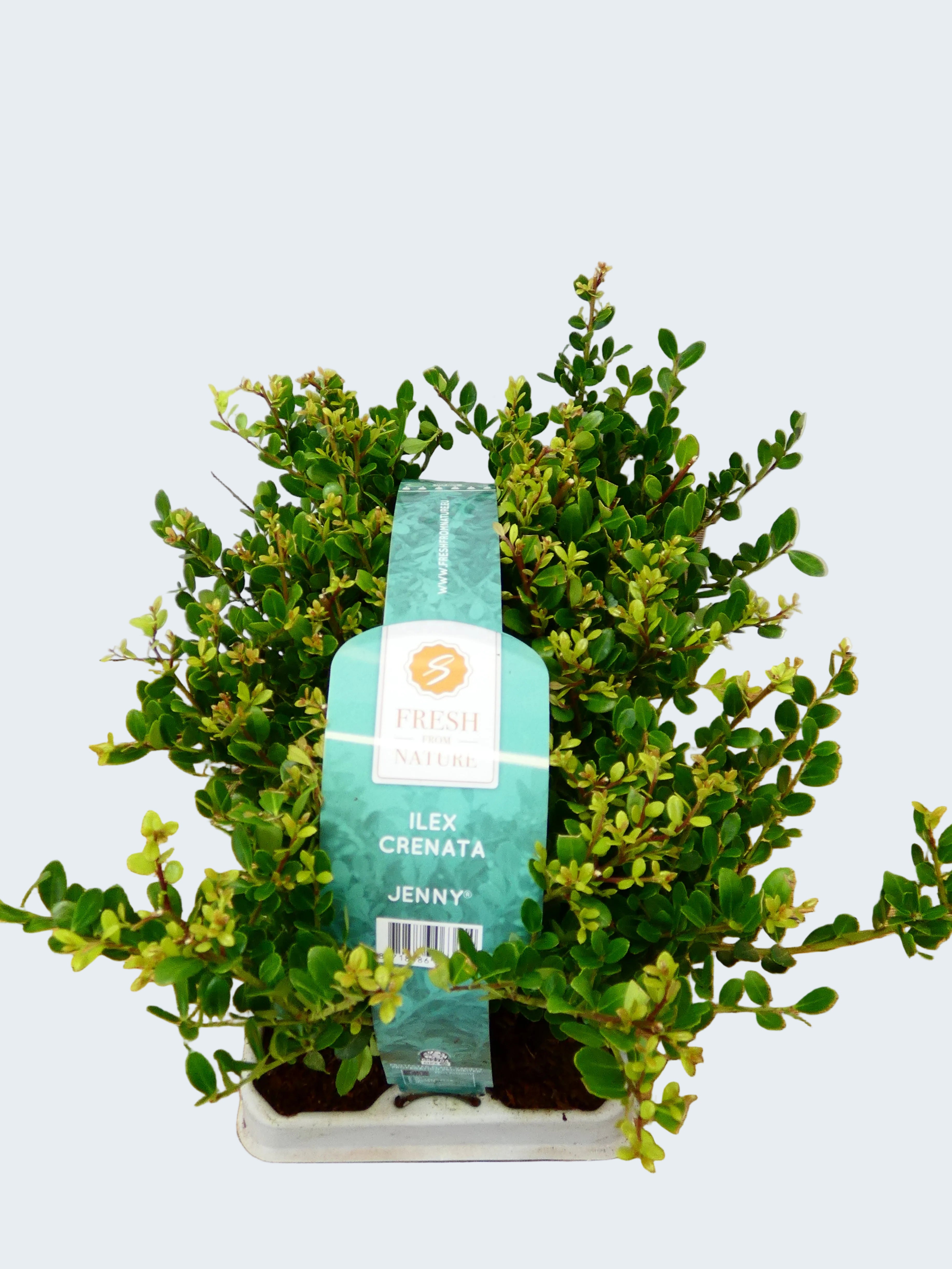Ilex Crenata 'Jenny' (6 Pack)