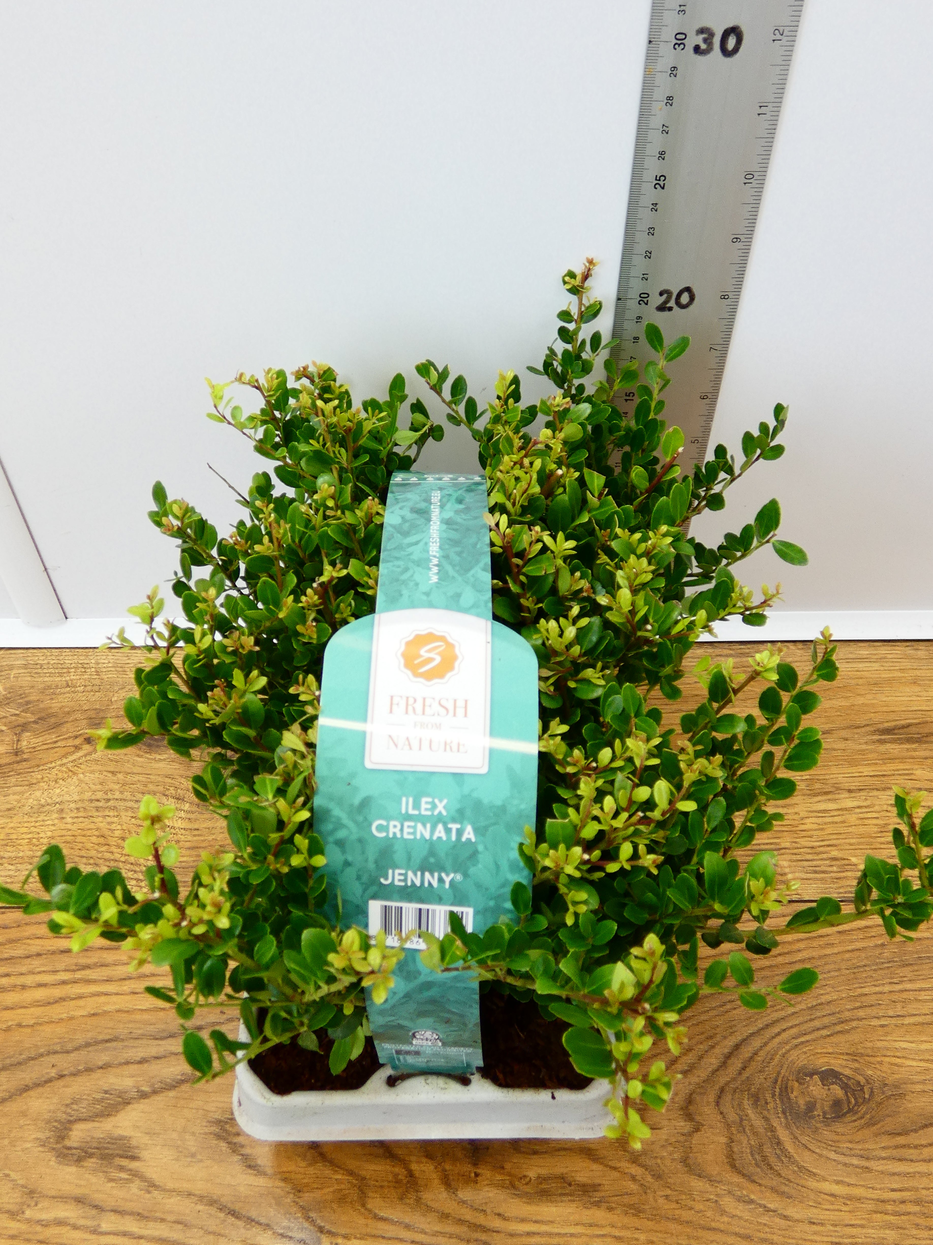 Ilex Crenata 'Jenny' (6 Pack)
