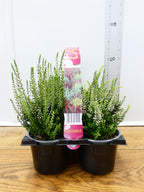 'Calluna' Garden Mix (6 Pack)