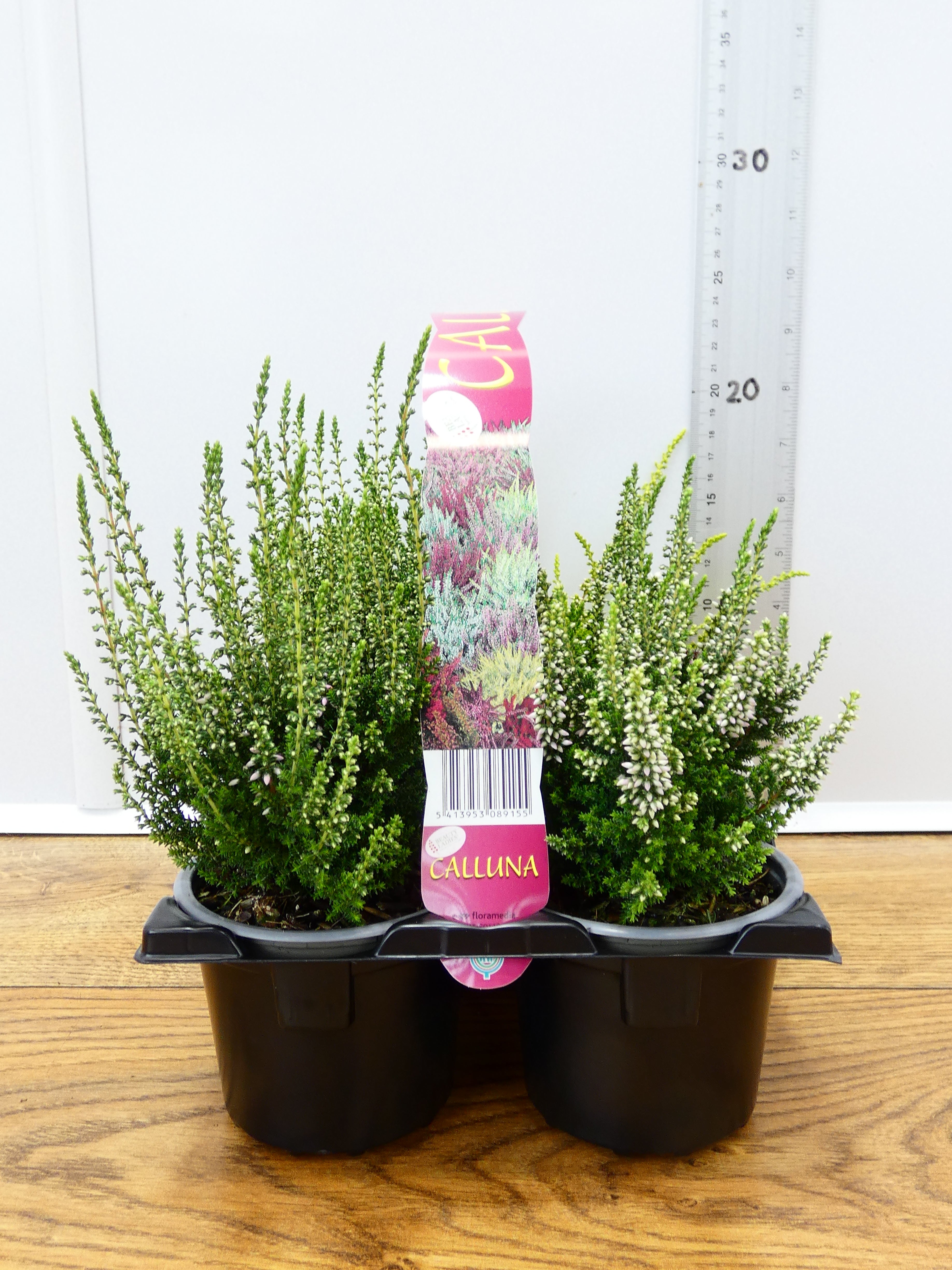 'Calluna' Garden Mix (6 Pack)
