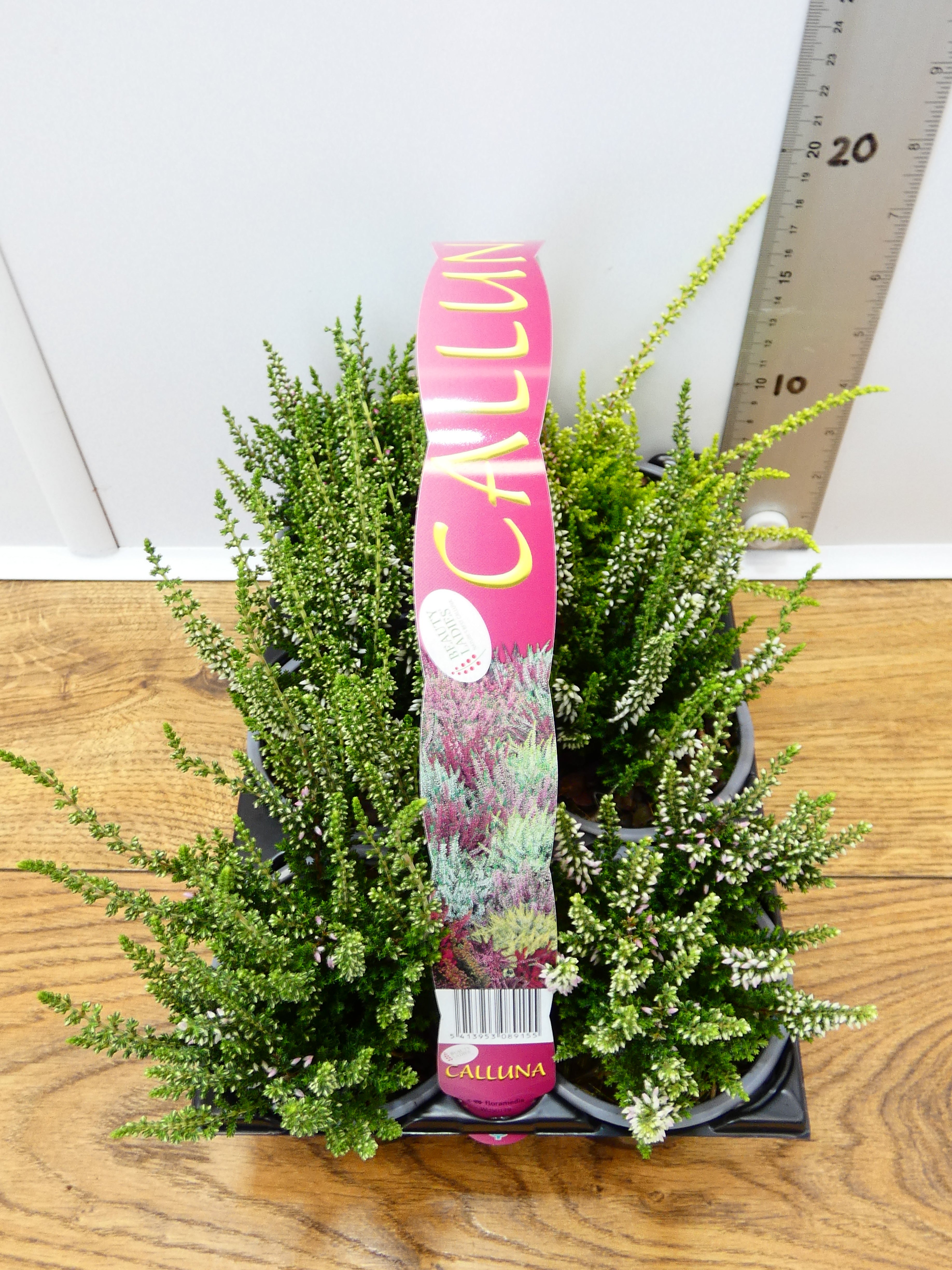 'Calluna' Garden Mix (6 Pack)