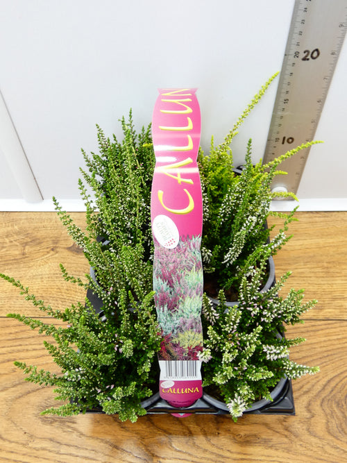 'Calluna' Garden Mix (6 Pack)