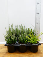 'Calluna' Garden Mix (6 Pack)