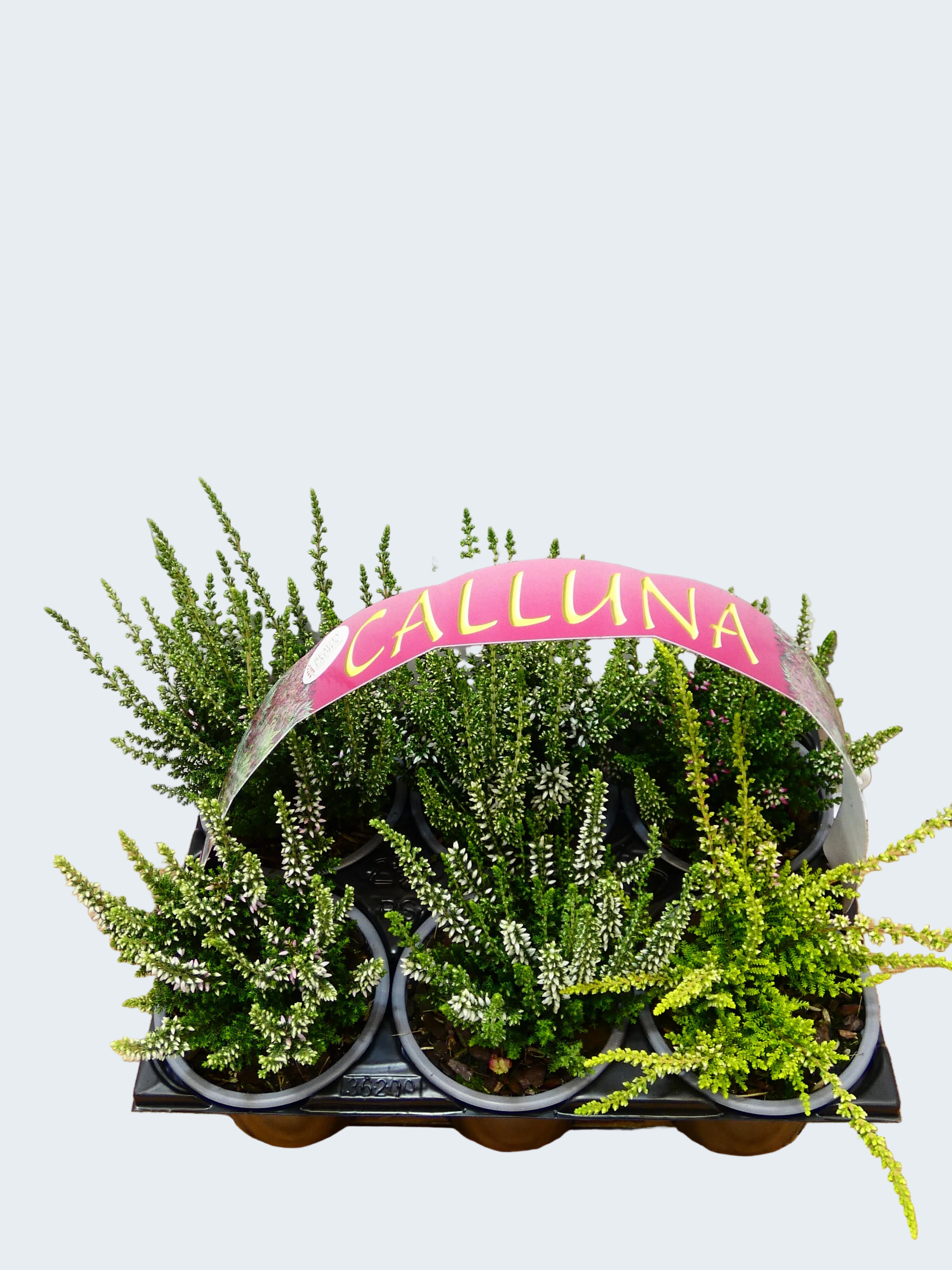 'Calluna' Garden Mix (6 Pack)
