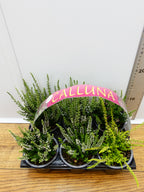 'Calluna' Garden Mix (6 Pack)