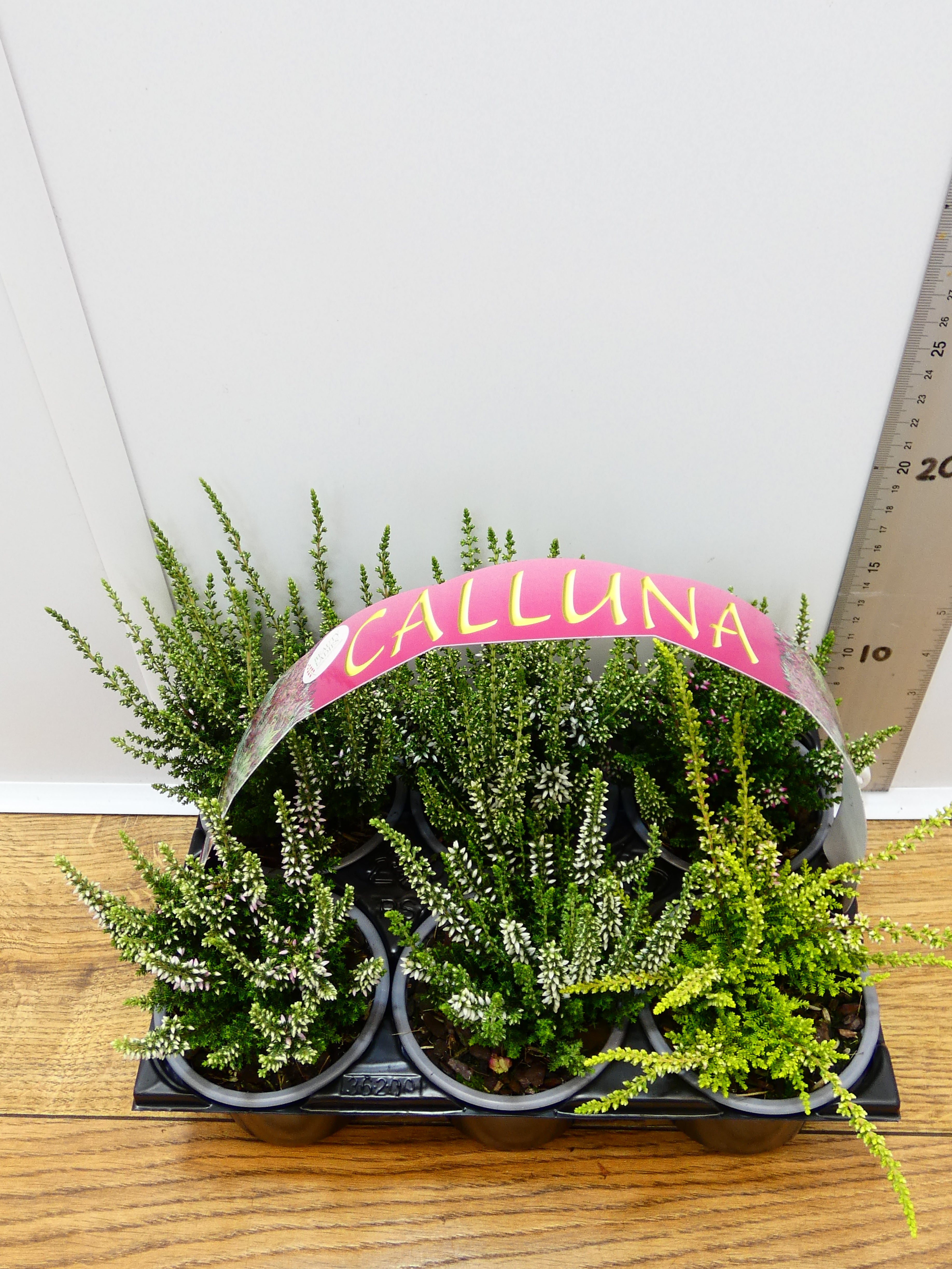 'Calluna' Garden Mix (6 Pack)