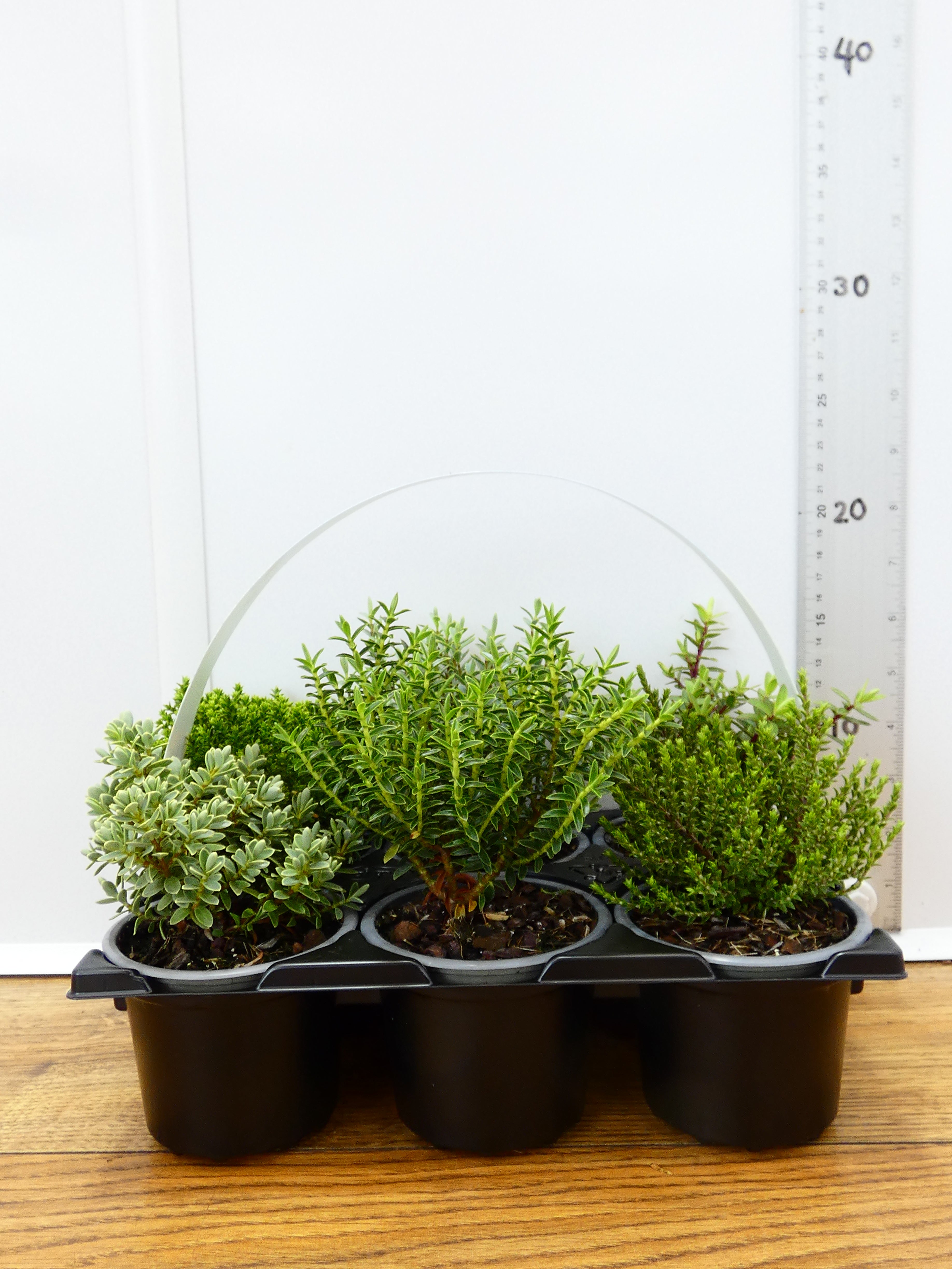 'Hebe' Garden Mix (6 Pack)