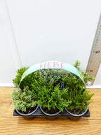 'Hebe' Garden Mix (6 Pack)