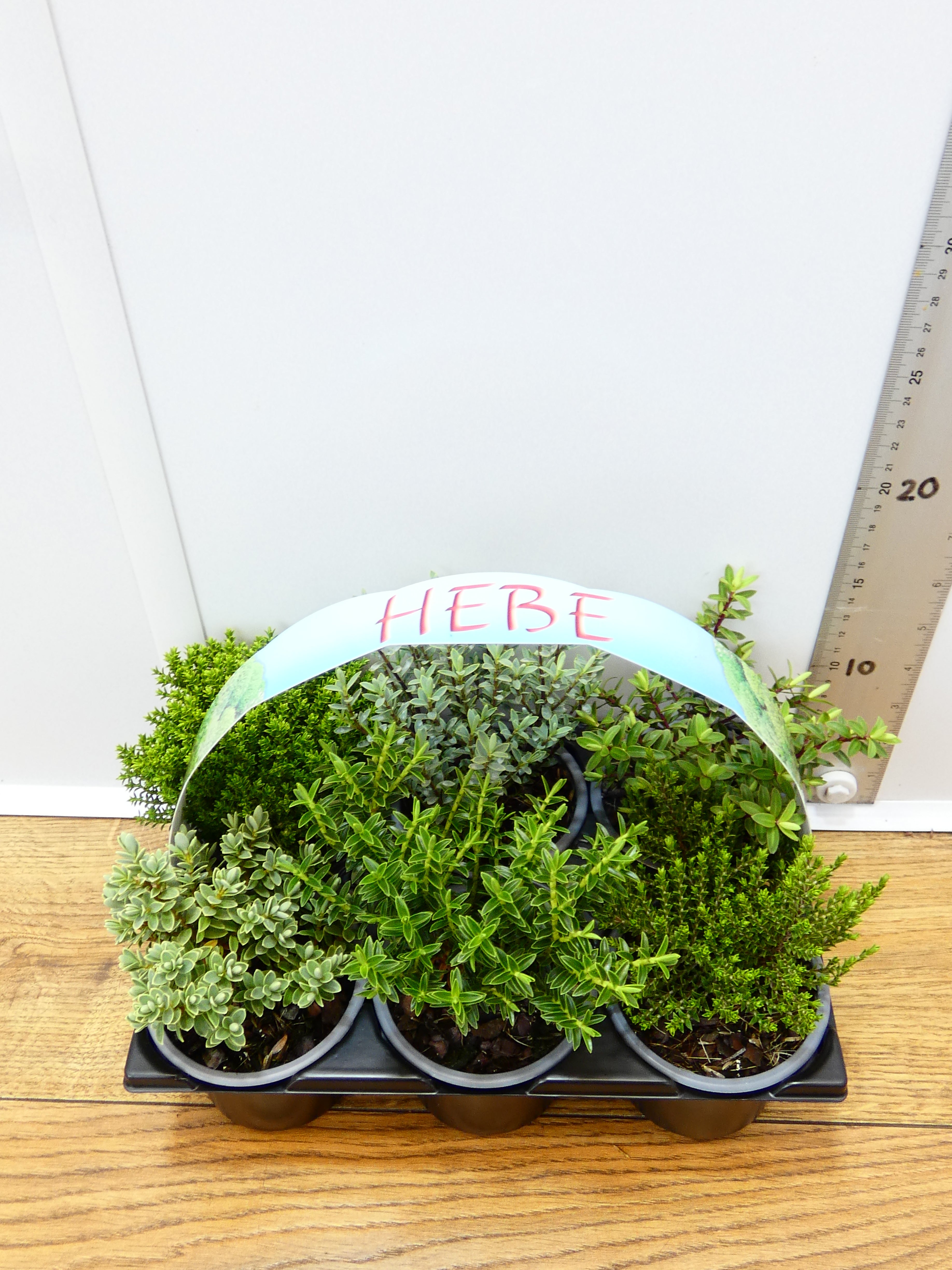 'Hebe' Garden Mix (6 Pack)