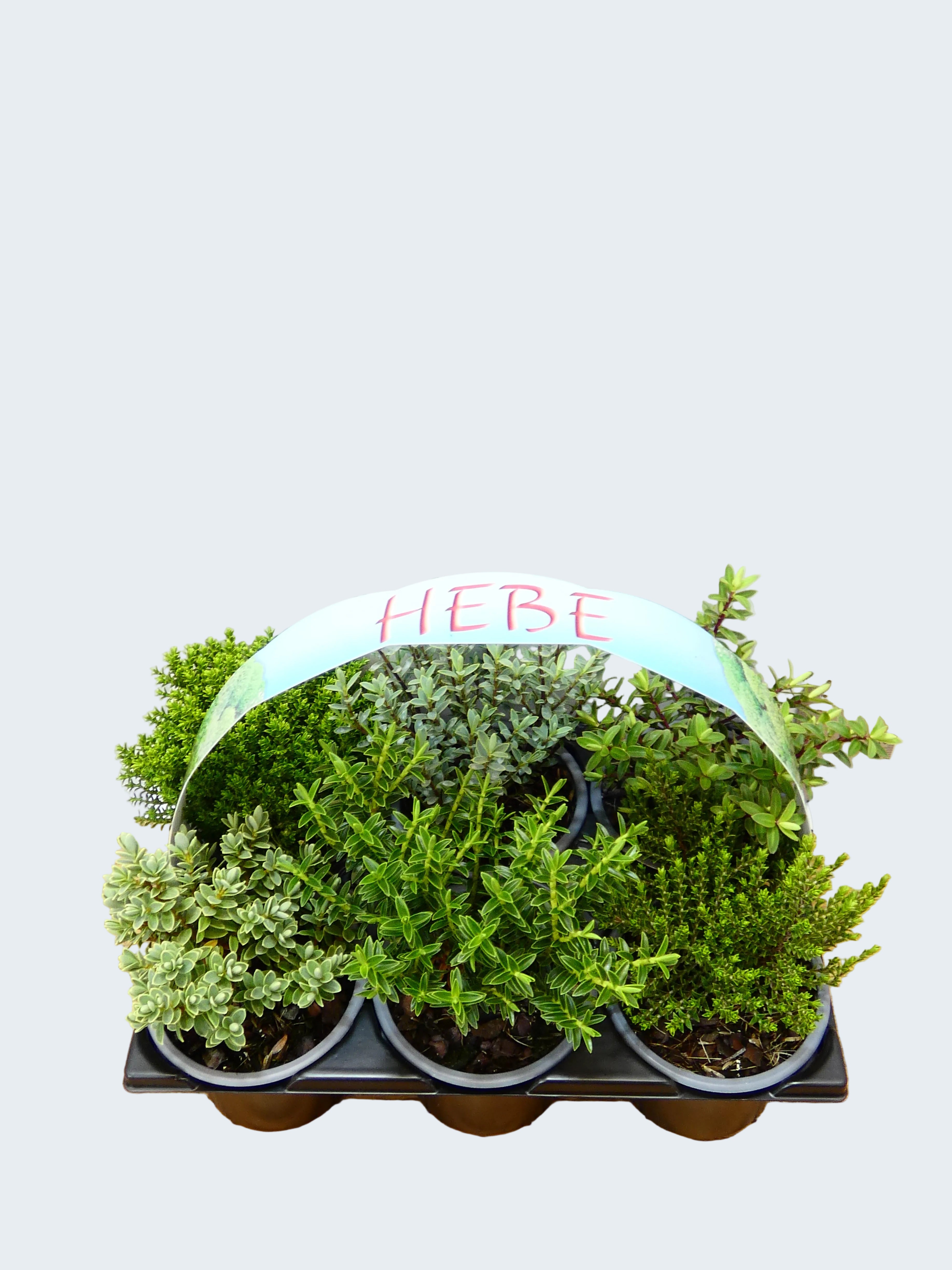 'Hebe' Garden Mix (6 Pack)