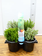 'Hebe' Garden Mix (6 Pack)