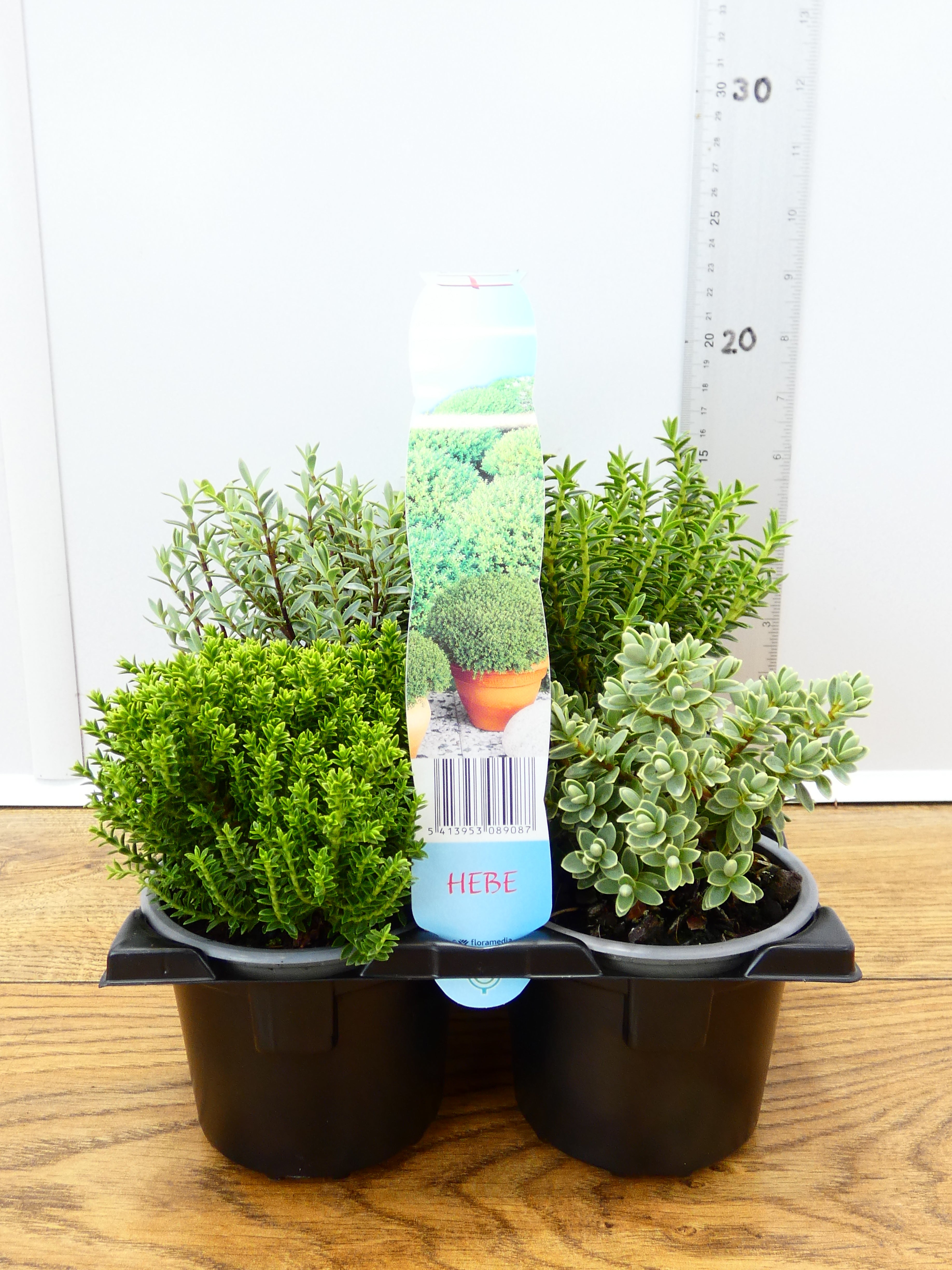 'Hebe' Garden Mix (6 Pack)