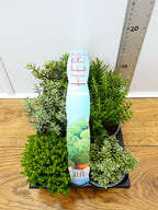 'Hebe' Garden Mix (6 Pack)