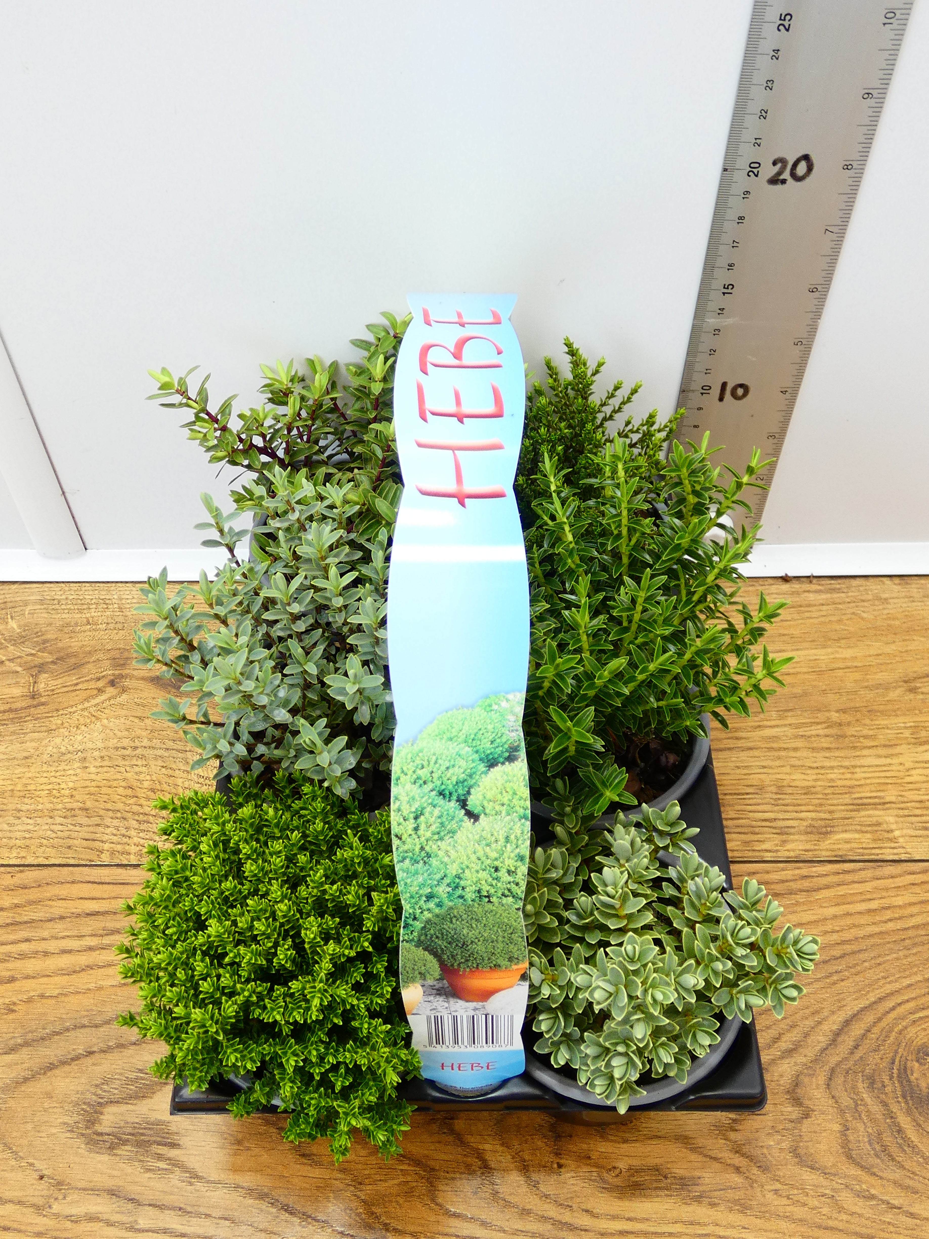 'Hebe' Garden Mix (6 Pack)