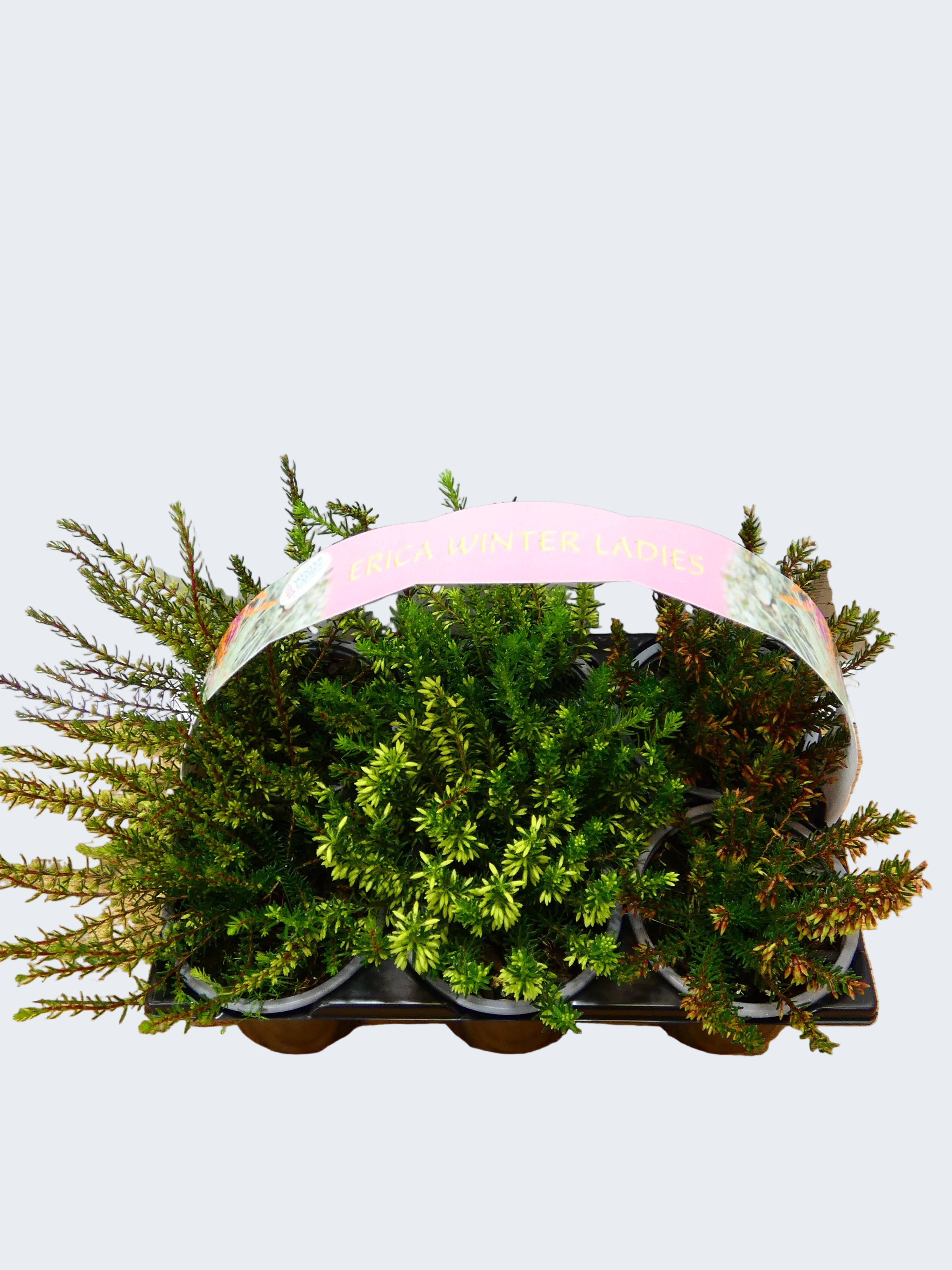 'Erica' Garden Mix (6 Pack)