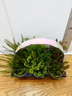 'Erica' Garden Mix (6 Pack)