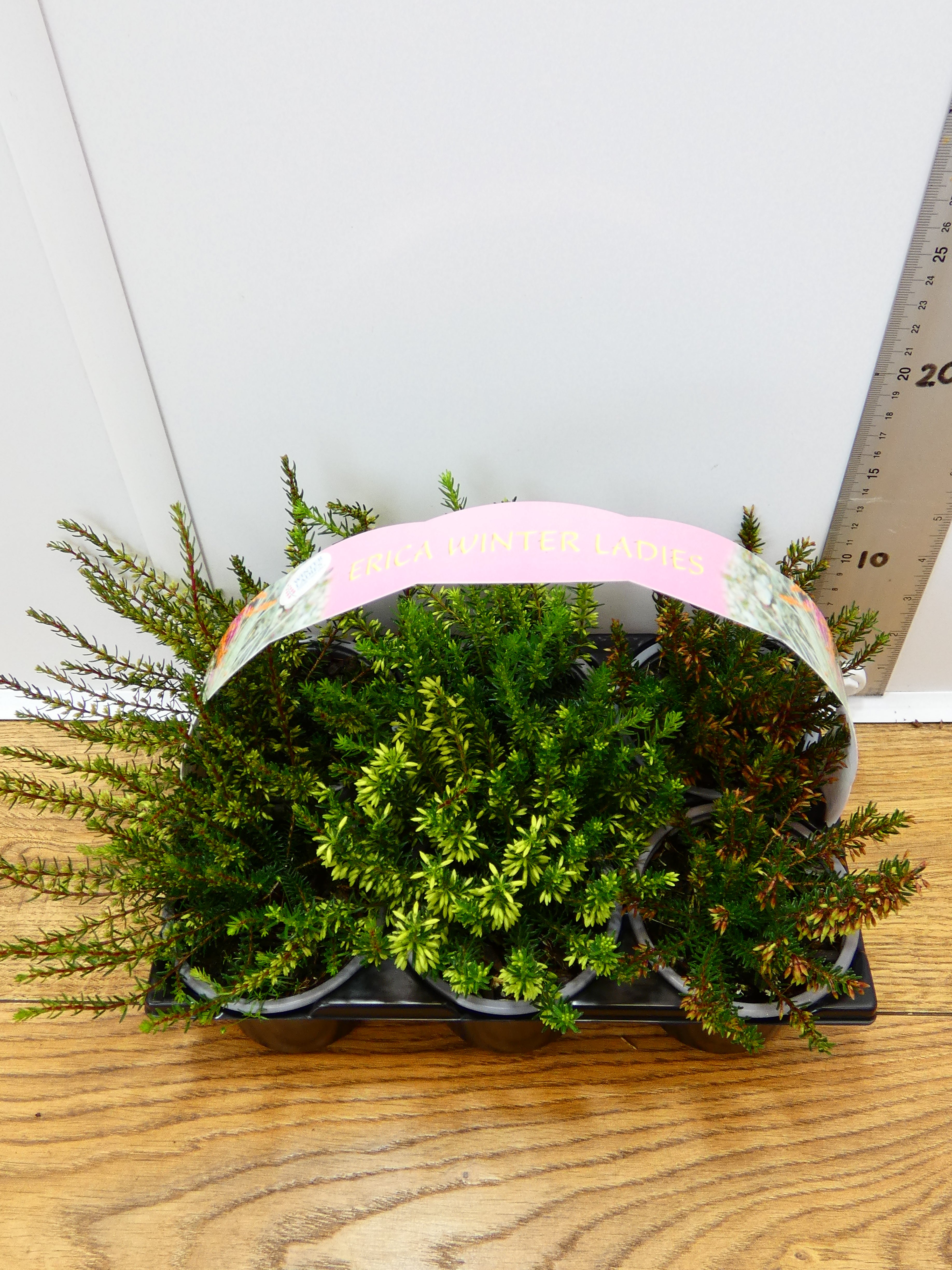 'Erica' Garden Mix (6 Pack)