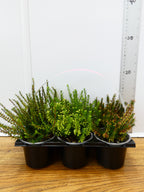 'Erica' Garden Mix (6 Pack)
