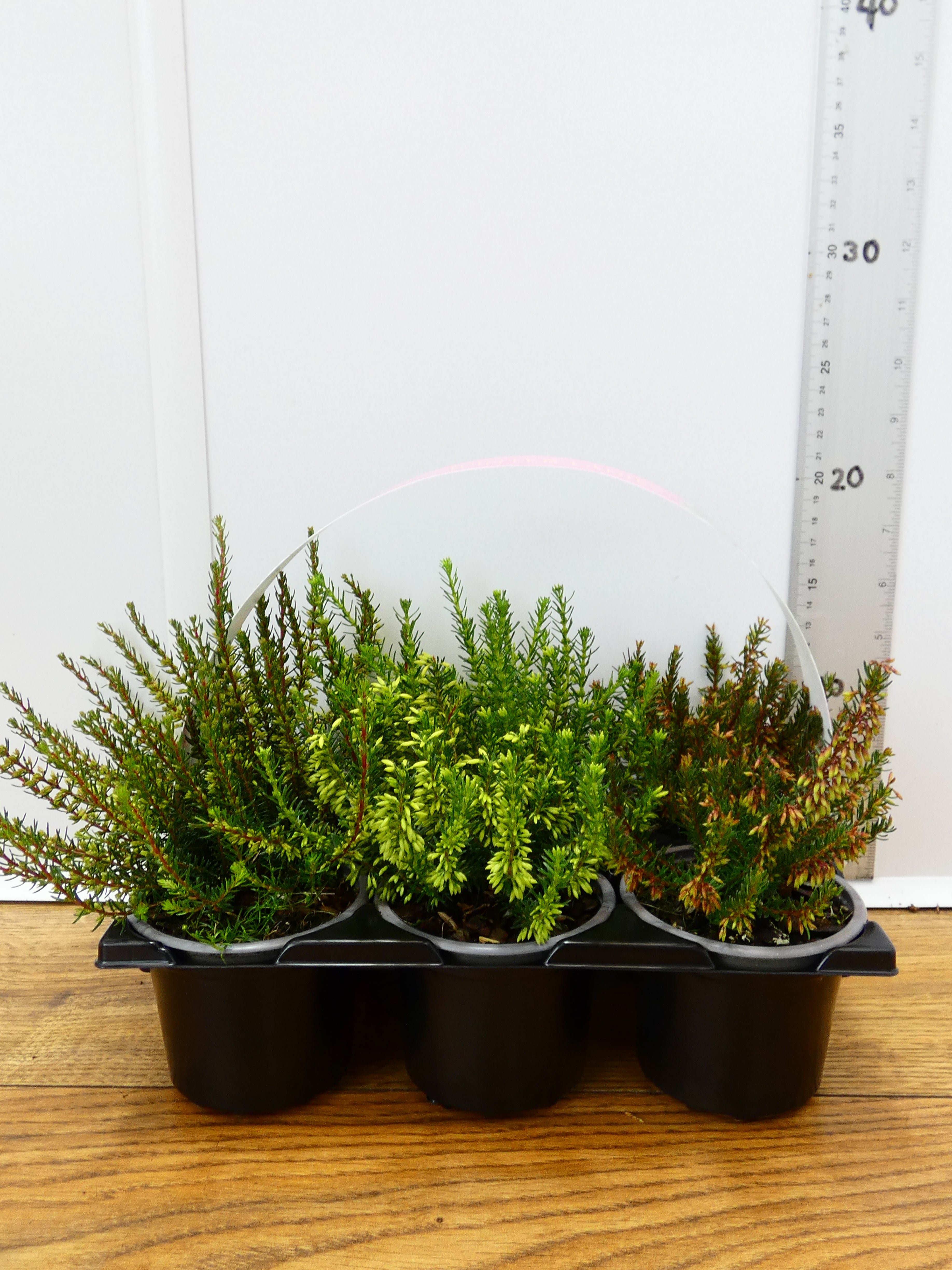 'Erica' Garden Mix (6 Pack)