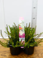 'Erica' Garden Mix (6 Pack)