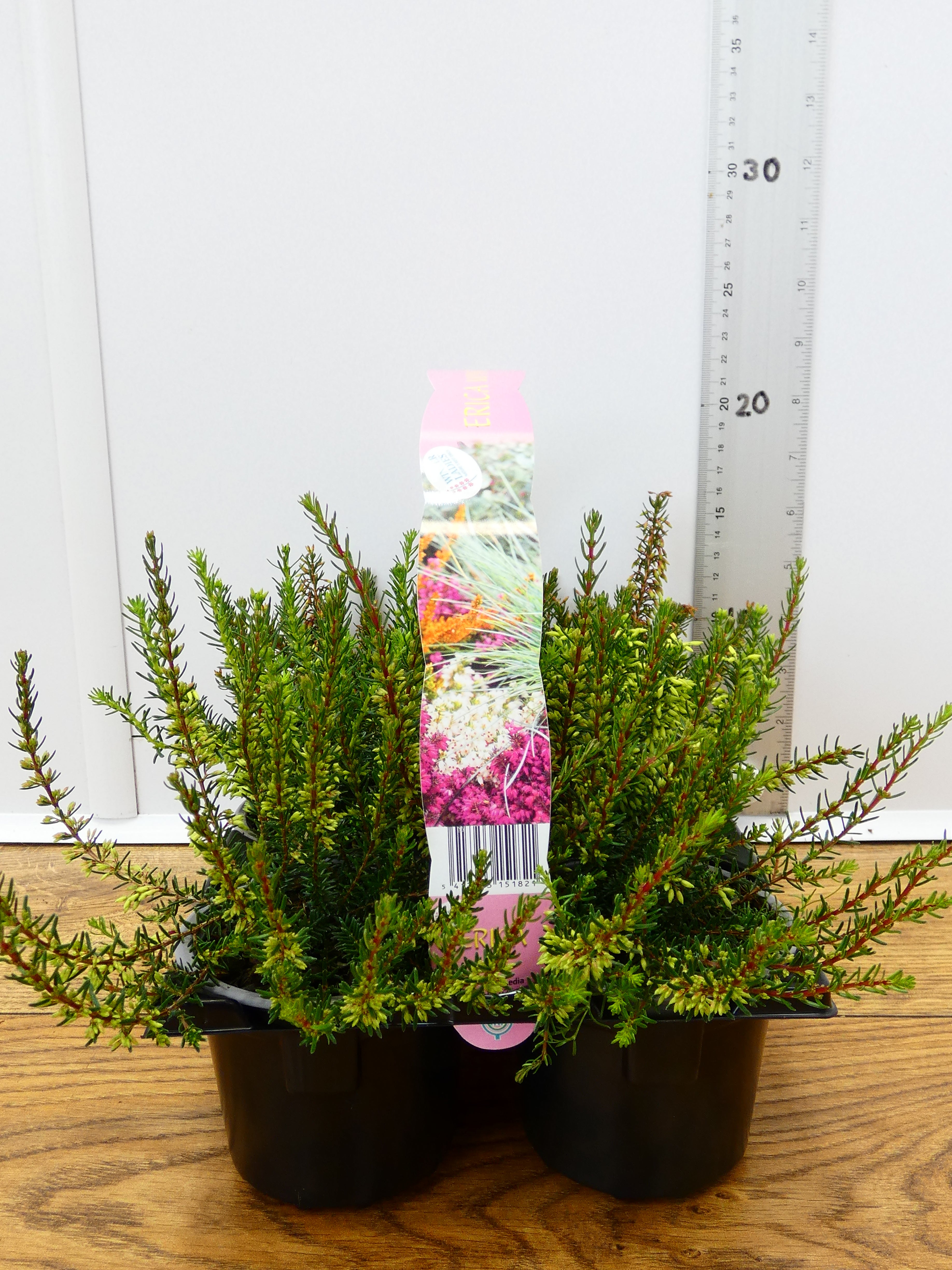 'Erica' Garden Mix (6 Pack)