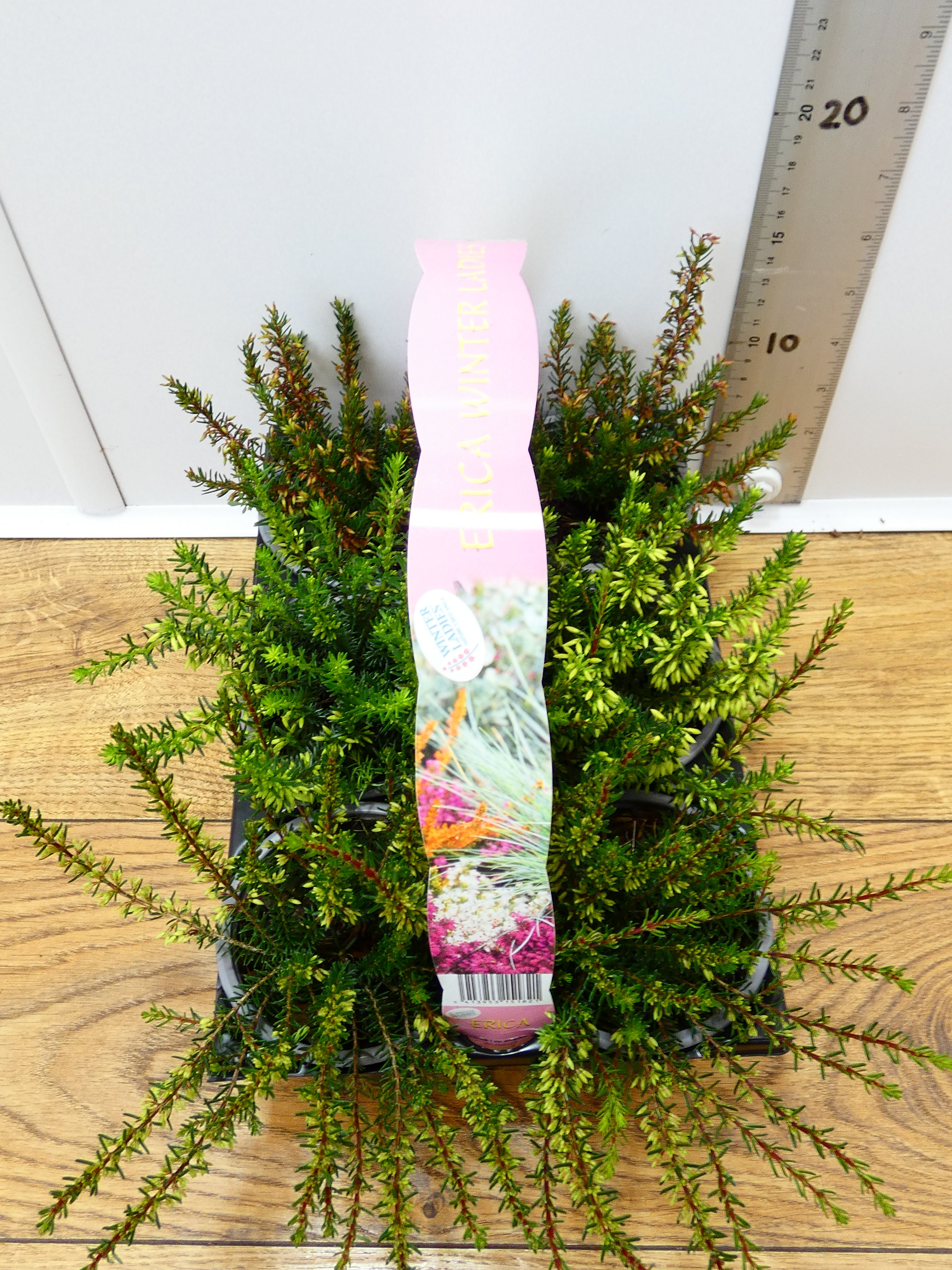 'Erica' Garden Mix (6 Pack)