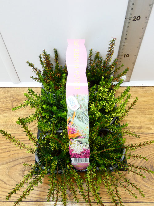'Erica' Garden Mix (6 Pack)