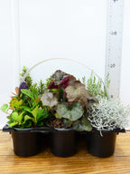 'Mixed' Garden Mix (6 Pack)
