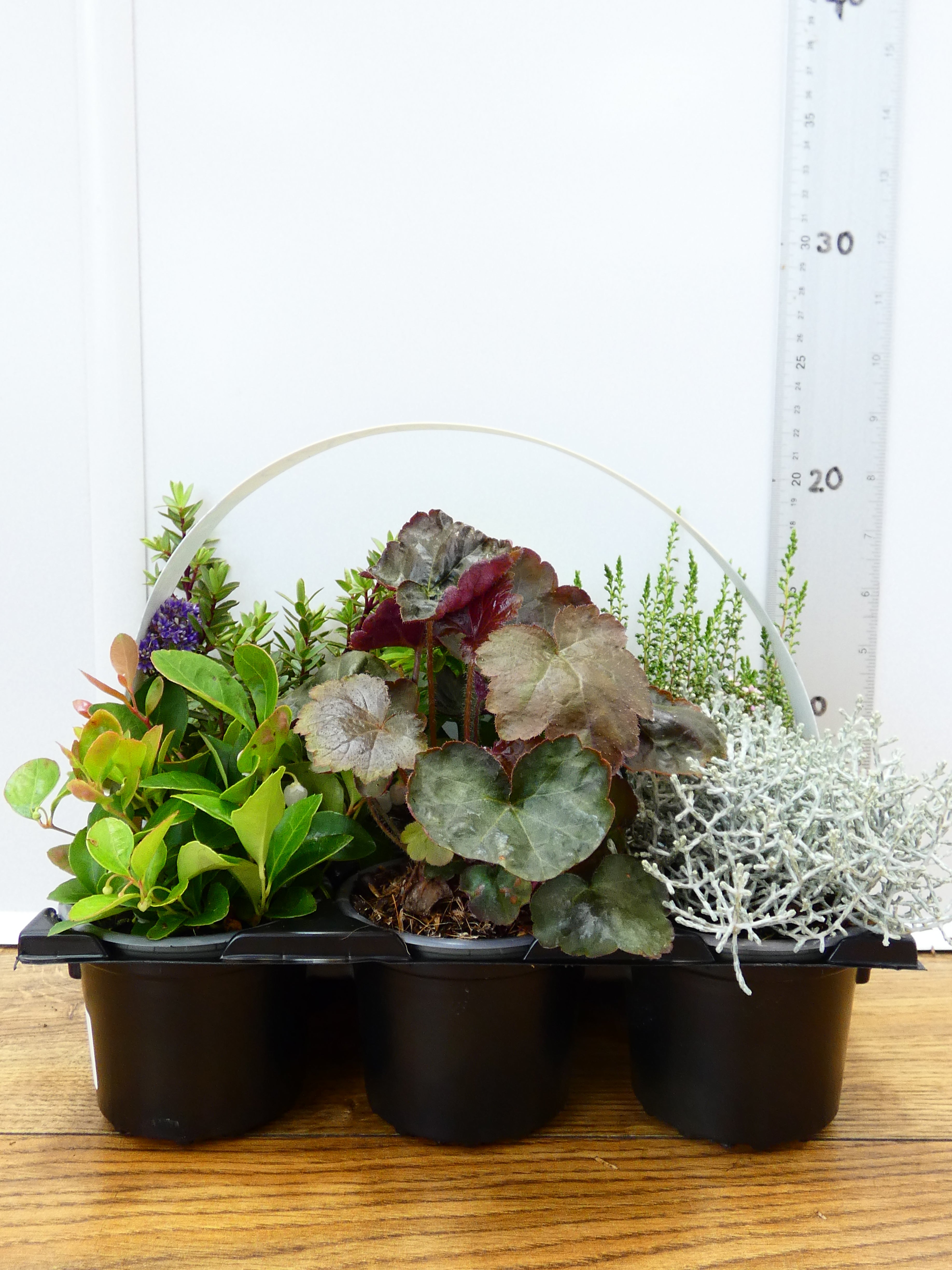 'Mixed' Garden Mix (6 Pack)